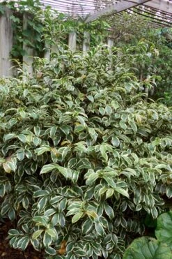 Romeo Variegated Cleyera Japonica - 2 Gallon Pot 10 Romeo Variegated Cleyera Japonica - 2 Gallon Pot -FRUIT TREES & PLANTS Sales Cleyera Romeo 5