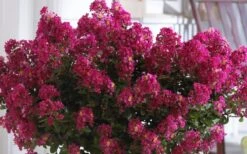 Berry Dazzle Dwarf Crape Myrtle (Single-Trunk Topiary) - 7 Gallon Pot 12 Berry Dazzle Dwarf Crape Myrtle (Single-Trunk Topiary) - 7 Gallon Pot -FRUIT TREES & PLANTS Sales Crape Myrtle Berry Dazzle 3