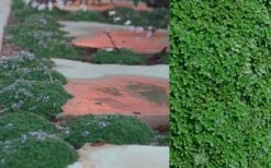 Elfin Creeping Thyme (Thymus Serpyllum 'Elfin') - 5 Pack Of Quart Pots 15 Elfin Creeping Thyme (Thymus Serpyllum 'Elfin') - 5 Pack Of Quart Pots -FRUIT TREES & PLANTS Sales Creeping Thyme Elfin 5 3
