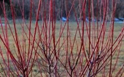 Variegated Dappled Willow Tree - Salix Integra 'Hakuro Nishiki' - 3 Gallon Pot - Tree Form 11 Variegated Dappled Willow Tree - Salix Integra 'Hakuro Nishiki' - 3 Gallon Pot - Tree Form -FRUIT TREES & PLANTS Sales Dappled Willow Tree Stems 1