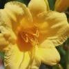 Stella De Oro Daylily - 3 Pack Of Quart Pots 2 Stella De Oro Daylily - 3 Pack Of Quart Pots -FRUIT TREES & PLANTS Sales Daylily Stella De Oro 25