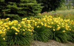 Stella De Oro Daylily - 3 Pack Of Quart Pots -FRUIT TREES & PLANTS Sales Daylily Stella De Oro 26