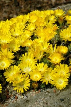 Banana Blast Yellow Ice Plant (Delosperma) - 5 Pack Of Pint Pots 10 Banana Blast Yellow Ice Plant (Delosperma) - 5 Pack Of Pint Pots -FRUIT TREES & PLANTS Sales Delosperma Hot Cakes Banana Blast 2