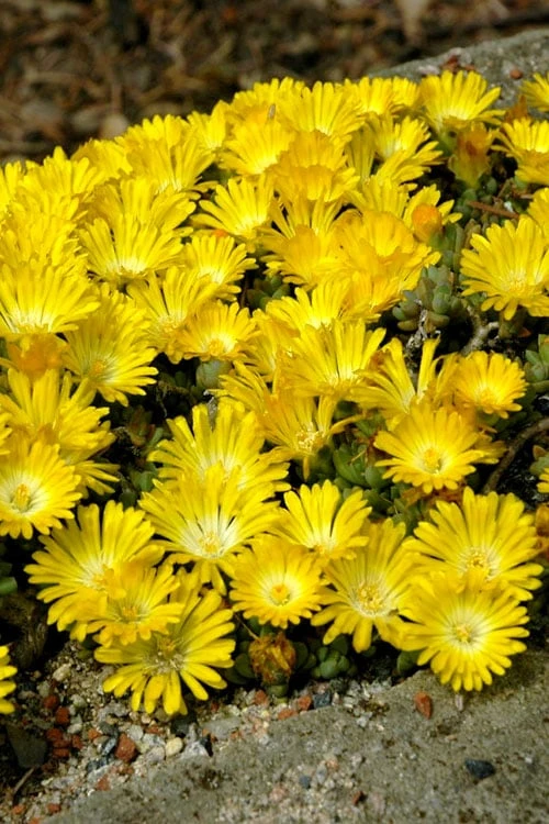 Banana Blast Yellow Ice Plant (Delosperma) - 5 Pack Of Pint Pots 6 Banana Blast Yellow Ice Plant (Delosperma) - 5 Pack Of Pint Pots - Image 4