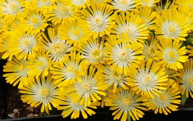 Banana Blast Yellow Ice Plant (Delosperma) - 5 Pack Of Pint Pots 7 Banana Blast Yellow Ice Plant (Delosperma) - 5 Pack Of Pint Pots - Image 5