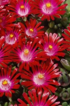 Saucy Strawberry Red Ice Plant (Delosperma) - 5 Pack Of Quart Pots