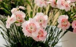 Georgia Peach Pie Dianthus - 1 Gallon Pot -FRUIT TREES & PLANTS Sales Dianthus Georgia Peach 13