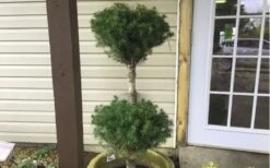 Poodle Tier Dwarf Alberta Spruce Topiary - 2 Gallon Pot -FRUIT TREES & PLANTS Sales Dwarf Alberta Spruce Poodle Tier 2