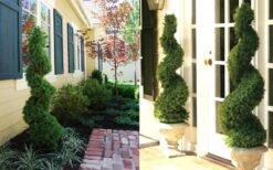 Spiral Dwarf Alberta Spruce Topiary - 5 Gallon Pot 9 Spiral Dwarf Alberta Spruce Topiary - 5 Gallon Pot -FRUIT TREES & PLANTS Sales Dwarf Alberta Spruce Spiral 3