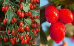 Goji Berry Plant - Lycium Barbarum - 1 Gallon Pot -FRUIT TREES & PLANTS Sales Dynamite Goji Berry