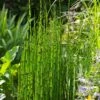 Horsetail Reed Grass - Equisetum Hyemale - 6 Pack Of 1 Gallon Pots 1 Horsetail Reed Grass - Equisetum Hyemale - 6 Pack Of 1 Gallon Pots -FRUIT TREES & PLANTS Sales Equisetum Hymale 11