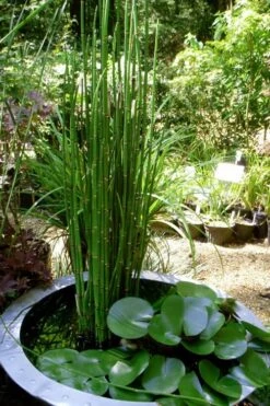 Horsetail Reed Grass - Equisetum Hyemale - 6 Pack Of 1 Gallon Pots -FRUIT TREES & PLANTS Sales Equisetum Hymale 14