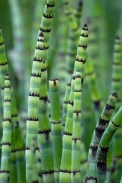 Horsetail Reed Grass - Equisetum Hyemale - 8 Pack Of 1 Gallon Pots -FRUIT TREES & PLANTS Sales Equisetum Hymale 15 1