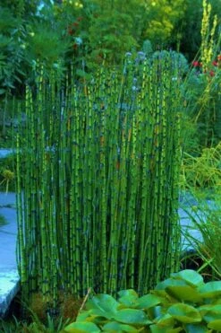 Horsetail Reed Grass - Equisetum Hyemale - 8 Pack Of 1 Gallon Pots -FRUIT TREES & PLANTS Sales Equisetum Hymale 16 1