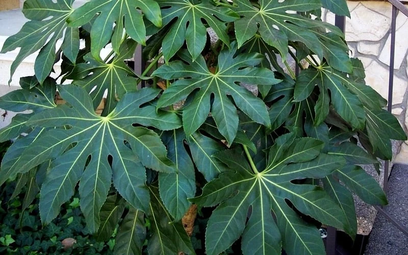 Fatsia Japonica - Japanese Aralia - Glossy Paper Plant - 1 Gallon Pot 8 Fatsia Japonica - Japanese Aralia - Glossy Paper Plant - 1 Gallon Pot - Image 6
