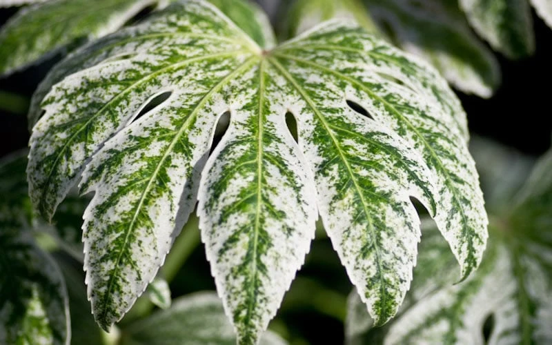 Spider's Web Fatsia - Japanese Aralia Paper Plant - 2 Gallon Pot 9 Spider's Web Fatsia - Japanese Aralia Paper Plant - 2 Gallon Pot - Image 7