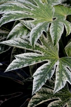 Spider's Web Fatsia - Japanese Aralia Paper Plant - 2 Gallon Pot 13 Spider's Web Fatsia - Japanese Aralia Paper Plant - 2 Gallon Pot -FRUIT TREES & PLANTS Sales Fatsia Spiders Web 24