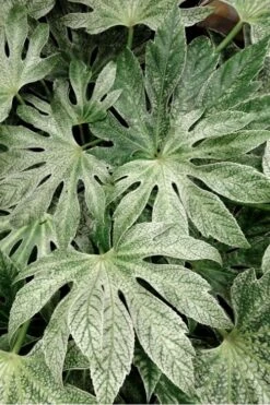 Spider's Web Fatsia - Japanese Aralia Paper Plant - 3 Gallon Pot -FRUIT TREES & PLANTS Sales Fatsia Spiders Web 33 1