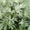 Spider's Web Fatsia - Japanese Aralia Paper Plant - 2 Gallon Pot -FRUIT TREES & PLANTS Sales Fatsia Spiders Web 500x750 1