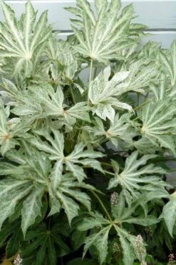 Spider's Web Fatsia - Japanese Aralia Paper Plant - 2 Gallon Pot