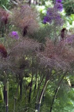 Bronze Fennel (Foeniculum Vulgare 'Purpureum') - 1 Gallon Pot -FRUIT TREES & PLANTS Sales Fennel Bronze 1