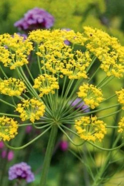 Bronze Fennel (Foeniculum Vulgare 'Purpureum') - 1 Gallon Pot -FRUIT TREES & PLANTS Sales Fennel Bronze 6