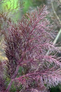 Bronze Fennel (Foeniculum Vulgare 'Purpureum') - 1 Gallon Pot -FRUIT TREES & PLANTS Sales Fennel Bronze 7