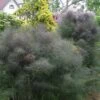 Bronze Fennel (Foeniculum Vulgare 'Purpureum') - 1 Gallon Pot 1 Bronze Fennel (Foeniculum Vulgare 'Purpureum') - 1 Gallon Pot -FRUIT TREES & PLANTS Sales Fennel Bronze 8