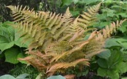 Autumn Fern - Dryopteris Erythrosora - 6 Pack Of 1 Gallon Pots 12 Autumn Fern - Dryopteris Erythrosora - 6 Pack Of 1 Gallon Pots -FRUIT TREES & PLANTS Sales Fern Autumn 1