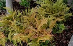 Autumn Fern (Dryopteris Erythrosora) - 3 Gallon -FRUIT TREES & PLANTS Sales Fern Autumn 2 2