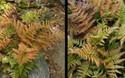Autumn Fern - Dryopteris Erythrosora - 6 Pack Of 1 Gallon Pots 14 Autumn Fern - Dryopteris Erythrosora - 6 Pack Of 1 Gallon Pots -FRUIT TREES & PLANTS Sales Fern Autumn 4