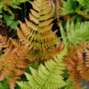 Autumn Fern - Dryopteris Erythrosora - 6 Pack Of 1 Gallon Pots 2 Autumn Fern - Dryopteris Erythrosora - 6 Pack Of 1 Gallon Pots -FRUIT TREES & PLANTS Sales Fern Autumn 500x750 1