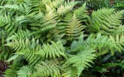 Autumn Fern - Dryopteris Erythrosora - 6 Pack Of 1 Gallon Pots 15 Autumn Fern - Dryopteris Erythrosora - 6 Pack Of 1 Gallon Pots -FRUIT TREES & PLANTS Sales Fern Autumn Summer