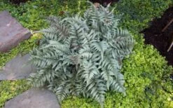 Japanese Painted Fern - 1 Gallon Pot -FRUIT TREES & PLANTS Sales Fern Japanese Painted 13 2