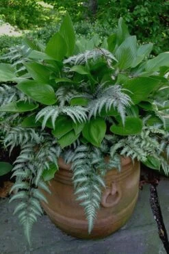 Japanese Painted Fern - 5 Pack Of Quart Pots -FRUIT TREES & PLANTS Sales Fern Japanese Painted 19