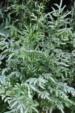 Silver Lace Fern - 5 Pack Of Quart Pots 11 Silver Lace Fern - 5 Pack Of Quart Pots -FRUIT TREES & PLANTS Sales Fern Silver Lace 5