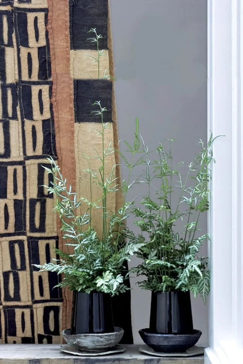 Silver Lace Fern - 5 Pack Of Quart Pots 7 Silver Lace Fern - 5 Pack Of Quart Pots - Image 5