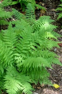 Southern Wood Fern (Thelypteris Kunthii) - 1 Gallon Pot -FRUIT TREES & PLANTS Sales Fern Southern Wood Kunthii