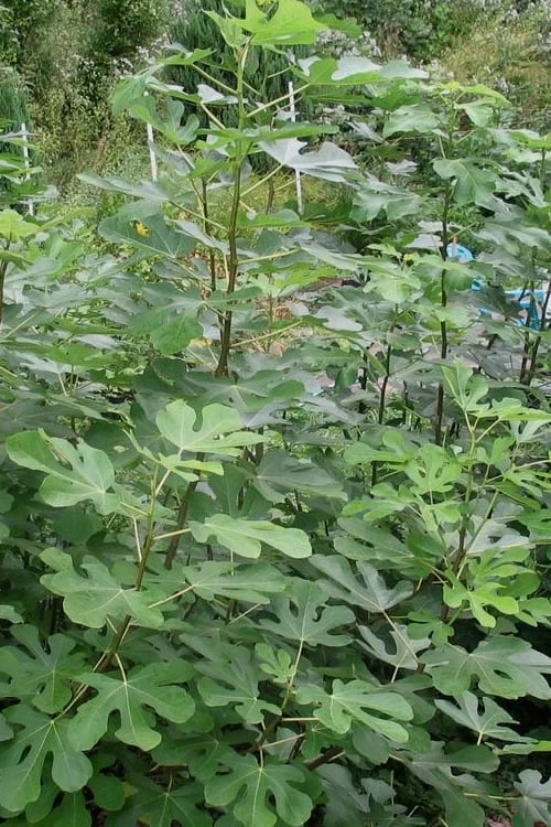 Black Mission Fig Tree - 6 Pack Of 1 Gallon Pots 6 Black Mission Fig Tree - 6 Pack Of 1 Gallon Pots - Image 4