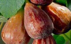 Brown Turkey Fig Tree - 6 Pack Of 1 Gallon Pots 15 Brown Turkey Fig Tree - 6 Pack Of 1 Gallon Pots -FRUIT TREES & PLANTS Sales Fig Brown Turkey 20