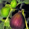Brown Turkey Fig Tree - 6 Pack Of 1 Gallon Pots -FRUIT TREES & PLANTS Sales Fig Brown Turkey BS