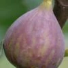 Celeste Fig Tree - 5 Gallon Pot -FRUIT TREES & PLANTS Sales Fig Celeste BS 2