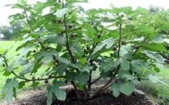 Chicago Cold Hardy Fig Tree - 2 Gallon Pot -FRUIT TREES & PLANTS Sales Fig Chicago Cold Hardy 1