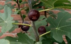 Chicago Cold Hardy Fig Tree - 2 Gallon Pot -FRUIT TREES & PLANTS Sales Fig Chicago Cold Hardy