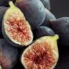 Chicago Cold Hardy Fig Tree - 6 Pack Of 1 Gallon Pots -FRUIT TREES & PLANTS Sales Fig Chicago Cold Hardy Rev 2 500x750 3