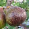 Olympian Cold Hardy Fig Tree - 2 Gallon Pot -FRUIT TREES & PLANTS Sales Fig Olympian 1
