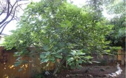 Texas Everbearing Fig Tree - 1 Gallon Pot -FRUIT TREES & PLANTS Sales Fig Texas Everbearing 12