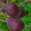 Texas Everbearing Fig Tree - 1 Gallon Pot -FRUIT TREES & PLANTS Sales Fig Texas Everbearing 2 500x750 1