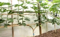 Texas Everbearing Fig Tree - 1 Gallon Pot -FRUIT TREES & PLANTS Sales Fig Texas Everbearing 6