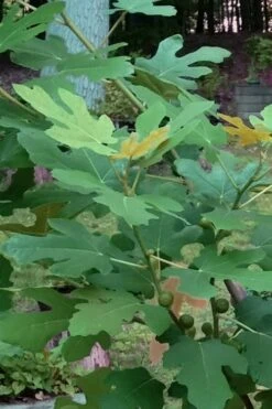 Texas Everbearing Fig Tree - 1 Gallon Pot -FRUIT TREES & PLANTS Sales Fig Texas Everbearing 7